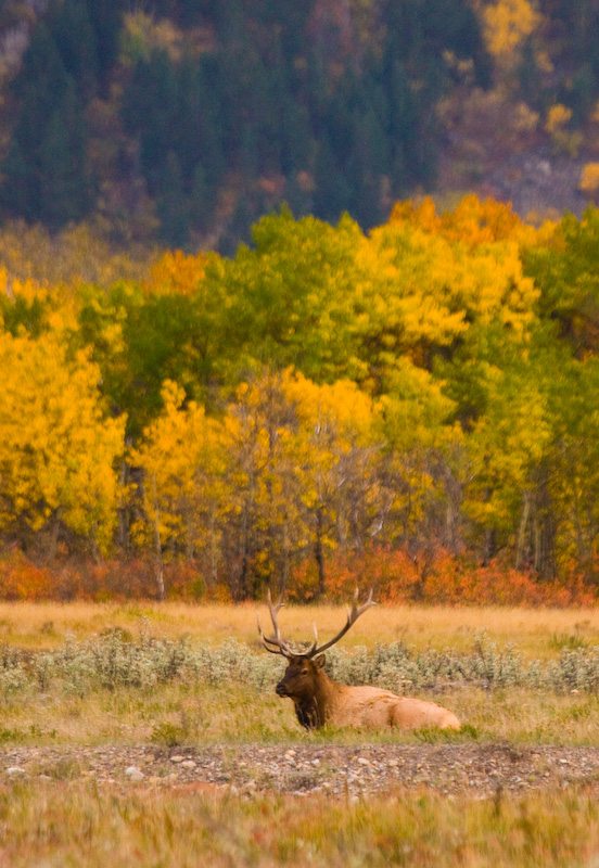 Elk